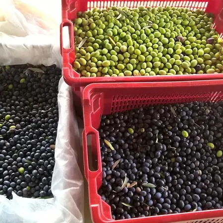 ベッド・アンド・ブレックファスト Sotto La Luna Bruna *