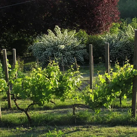 Sotto La Luna Bruna Cocconato