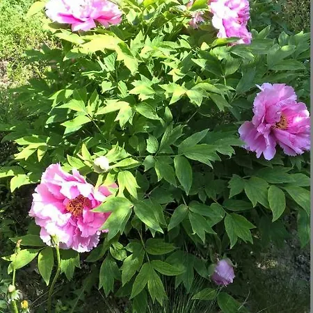 Sotto La Luna Bruna *