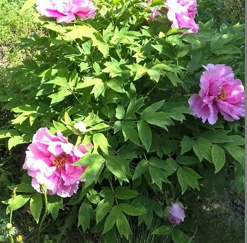 Sotto La Luna Bruna *